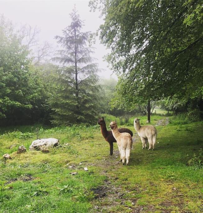 Vila Y Boidy Bach Llangranog Exteriér fotografie