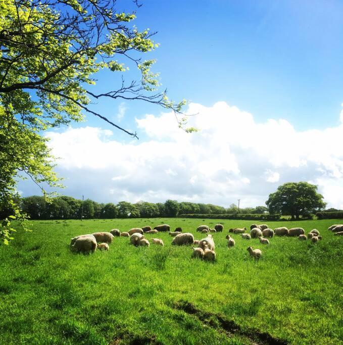 Vila Y Boidy Bach Llangranog Exteriér fotografie